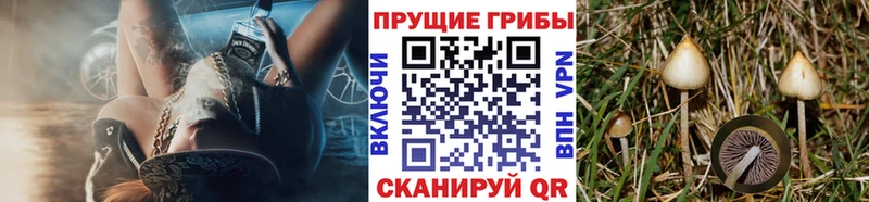 Псилоцибиновые грибы GOLDEN TEACHER  omg зеркало  Электросталь  купить закладку 